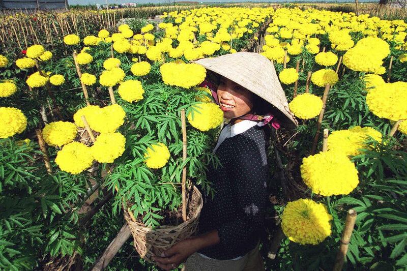 Hình minh họa. Một cô gái bưng chậu hoa cúc vạn thọ ở vườn nhà để bán ở Sa Đéc, nơi chuyên trồng hoa ở đồng bằng Sông Cửu Long