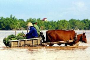 Mùa lũ ở Đồng Bằng Sông Cửu Long. AFP