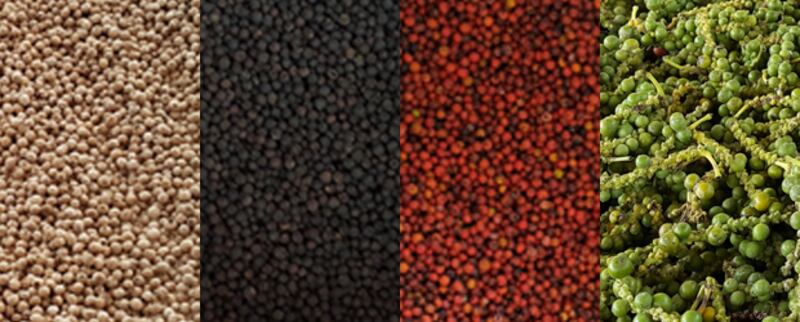 (ពី​ឆ្វេង) ម្រេច​ស ម្រេច​ខ្មៅ ម្រេច​ក្រហម និង​ម្រេច​ខៀវ។