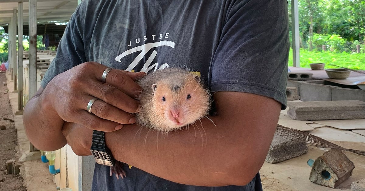 Raising Rats Cambodian farmer says raising rats for food has boosted his family’s ...