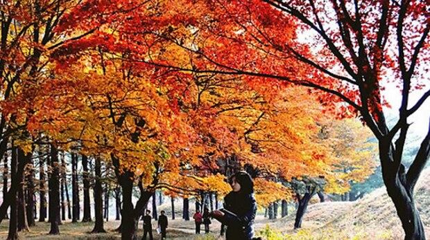 단풍으로 울긋불긋 물든 평양의 가을풍경.