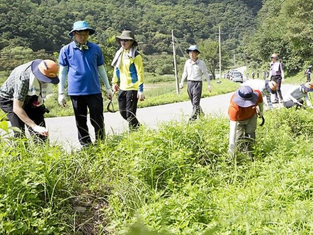 강원 인제지역 중동부전선 비무장지대(DMZ) 일대에서 열린 외래식물 제거 행사 모습. 