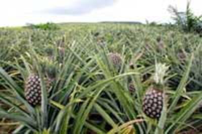 PineapleFamer200.jpg