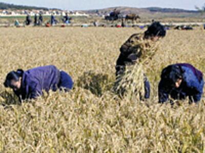 nk_harvest-200.jpg