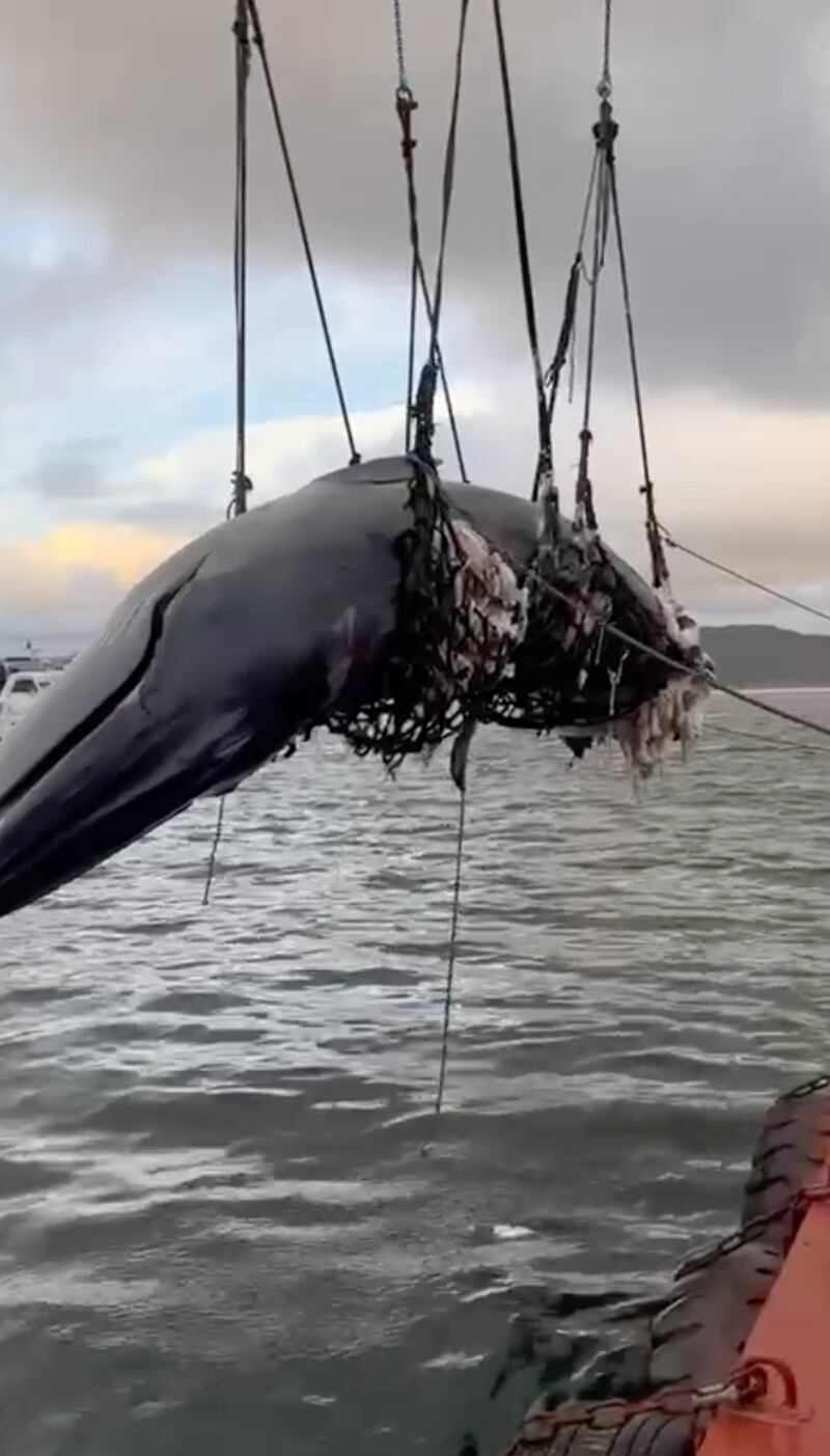 港警回應傳媒指,在7月31日早上約10時,於西貢牛尾洲發現布氏鯨。(網上影片截圖/張仕仁提供)