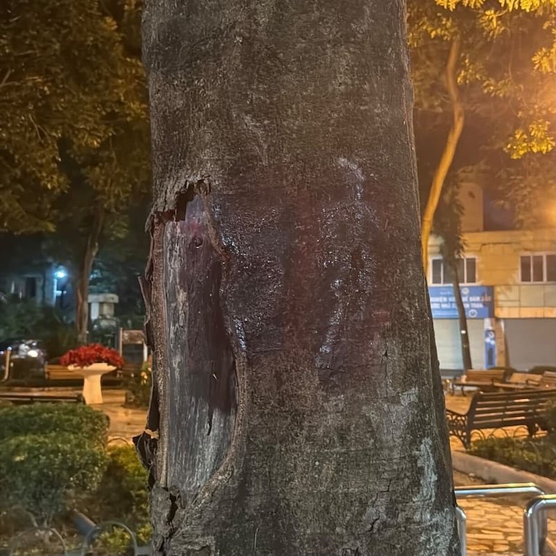 Số 55 trên thân cây đã bị sơn đè lên.