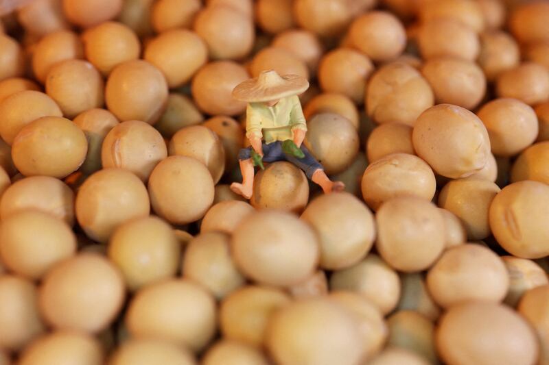 china-US-tariff-soybeans-hog-farmers