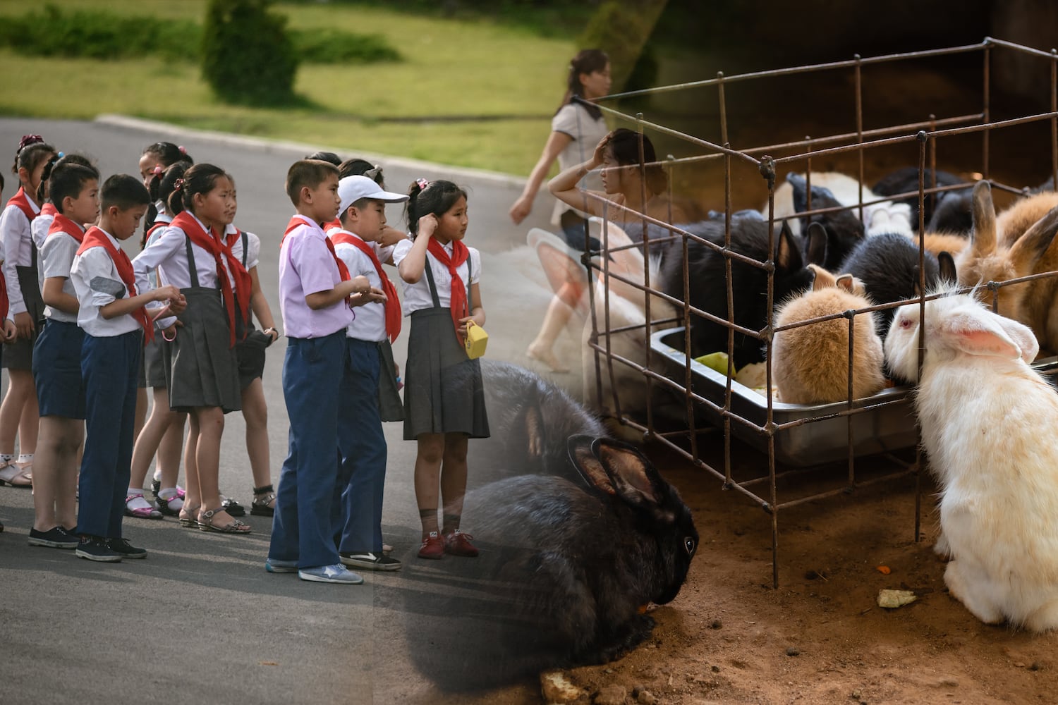 North Korea orders schools to breed more rabbits to feed army