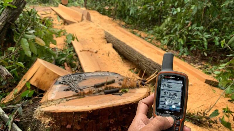 Rasin_tree_of_Prey_Preah_Roka_found_chopped_down_on_040222_Photo_by_Community_1.jpg