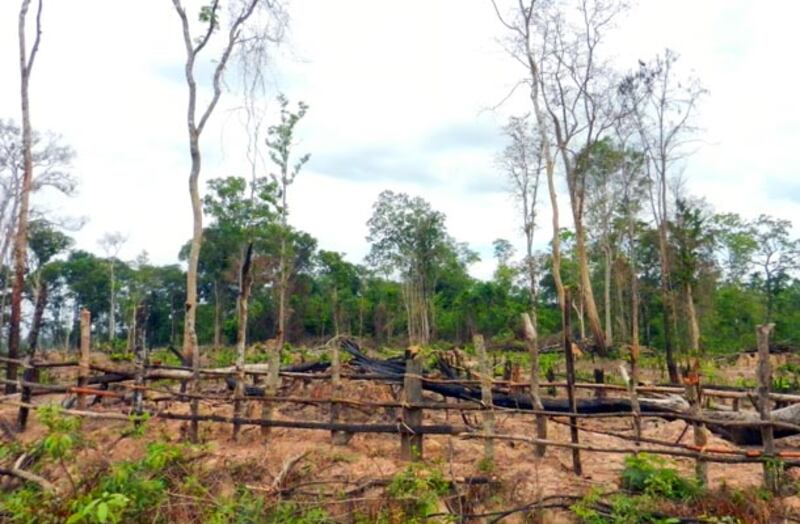 ព្រៃ​ឈើ​ដែល​ក្រុមហ៊ុន​ដុត​រាន​ដើម្បី​យក​ដី។
