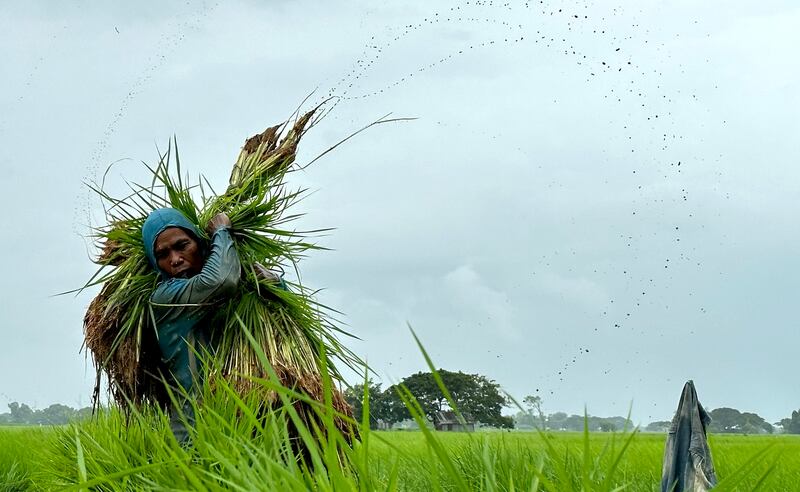 ရန်ကုန်တိုင်း ဒလမြို့နယ်က လယ်သမားတစ်ဦး လယ်ယာလုပ်ငန်းခွင် ဝင်ရောက်လုပ်ကိုင်နေတာကို ၂၀၂၃ ခုနှစ် ဩဂုတ်လက တွေ့ရစဉ်။ (Photo : RFA)