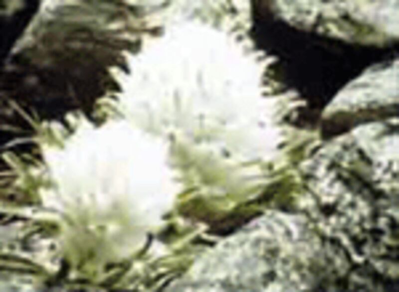 qar-leylisi-k.gif