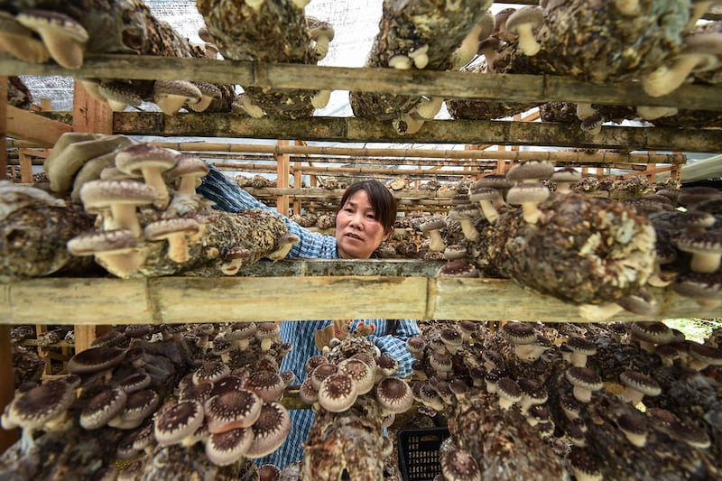 中国以菌棒脱袋方式栽培香菇,滥用农药、棉酚毒害等弊病屡见不鲜。(法新社)