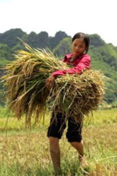 Nông dân vất vả quanh năm