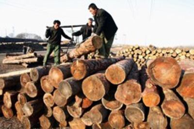Theo thống kê chính thức của Trung Quốc, tổng giá trị xuất khẩu rừng của Trung Quốc trị giá 17,2 tỷ USD trong năm 2005, tăng gấp sáu lần từ năm 1997, làm cho nó trở thành một doanh nghiệp có lợi nhuận rất lớn