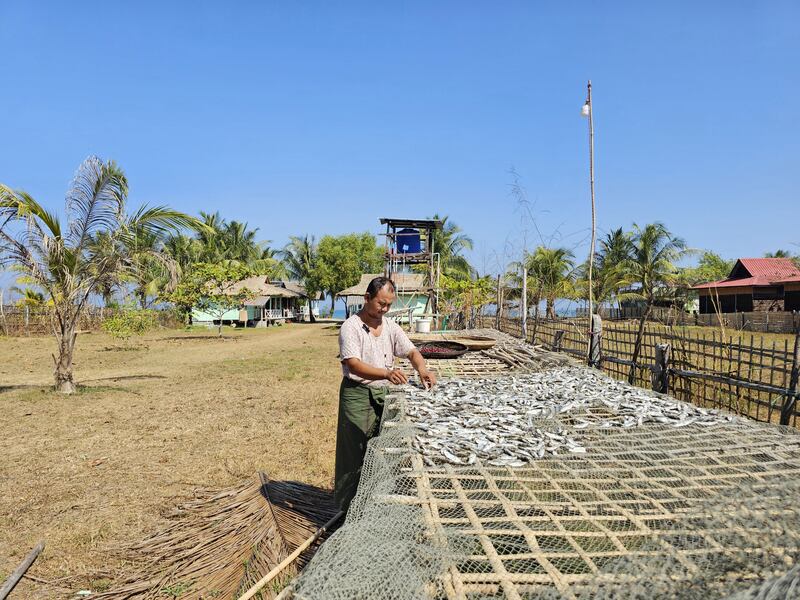 ဧရာ၀တီတိုင်း၊ ငပုတောမြို့နယ် ငရုတ်ကောင်းမြို့ နံ့သာပုကျေးရွာမှ ကိုကျော်မိုးလွင် ငါးလှန်းနေသည့်မြင်ကွင်းအား ၂၀၂၄ ခုနှစ် ဖေဖော်ဝါရီလ ၁၃ ရက်နေ့က တွေ့ရစဉ်။ (Photo: RFA)