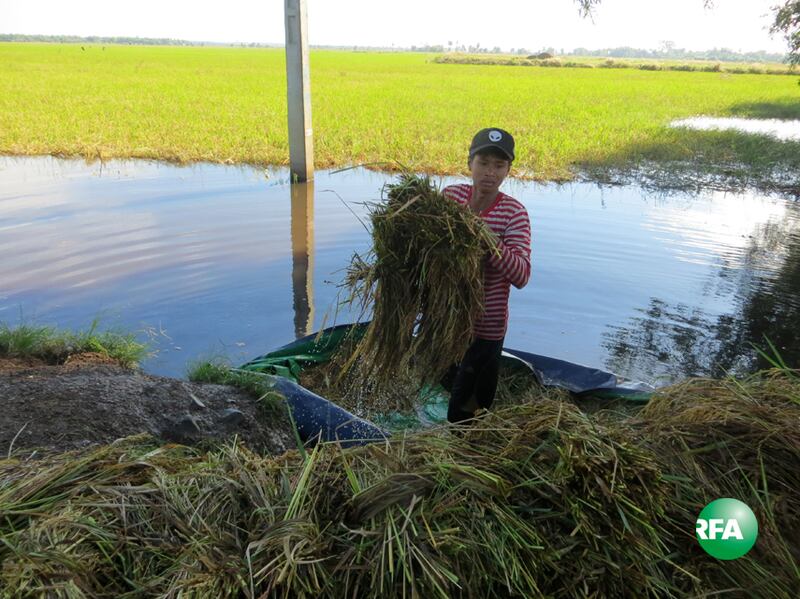 កសិករ​នៅ​ឃុំ​ស្រឡប់ ស្រុក​ត្បូងឃ្មុំ ខេត្ត​ត្បូងឃ្មុំ ច្រូត​កាត់​ស្រូវ​វស្សា​ដែល​លិច​ទឹក​ដោយសារ​ជំនន់​ទឹក​ភ្លៀង កាល​ពី​ថ្ងៃ​ទី​២១ ខែ​ធ្នូ ឆ្នាំ​២០១៦។ RFA/Saut Sokprathna
