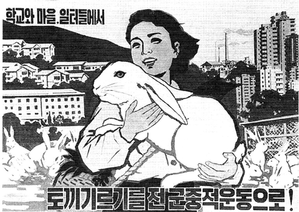 Korea Rabbit Package North Korea Orders State Firms to Raise Rabbits For Public Meat Stocks ...