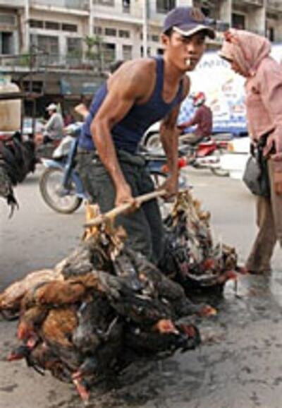 CambBirdFlu150.jpg