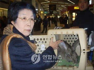 Giant Rabbits’ Fate ‘Unknown’