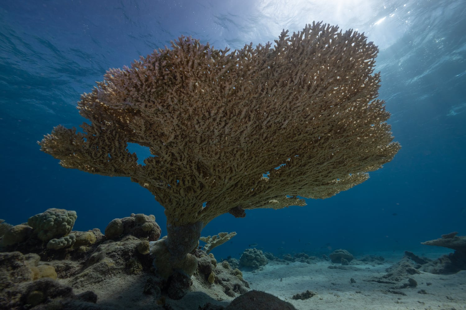 This 2023 photo provided by National Geographic Pristine Seas shows a large table coral at Bikini Atoll, Marshall Islands.