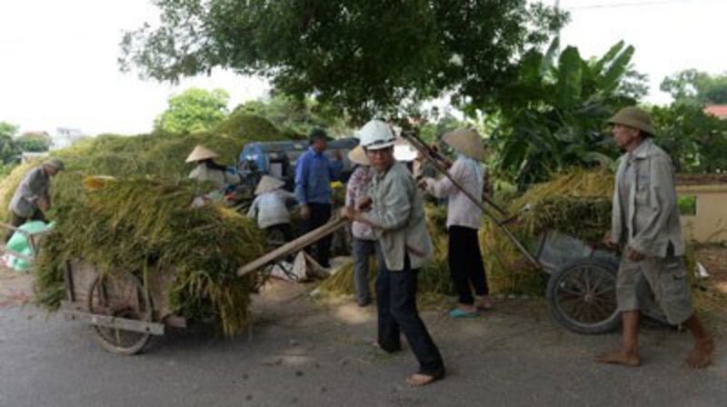 Nông dân Việt Nam với mùa thu hoạch ở ngoại ô Hà Nội hôm 9/6/2016.