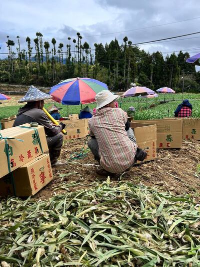 Lao động bất hợp pháp 3.jpeg