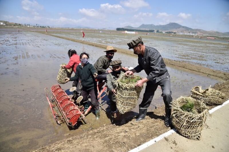 plant_rice.jpg