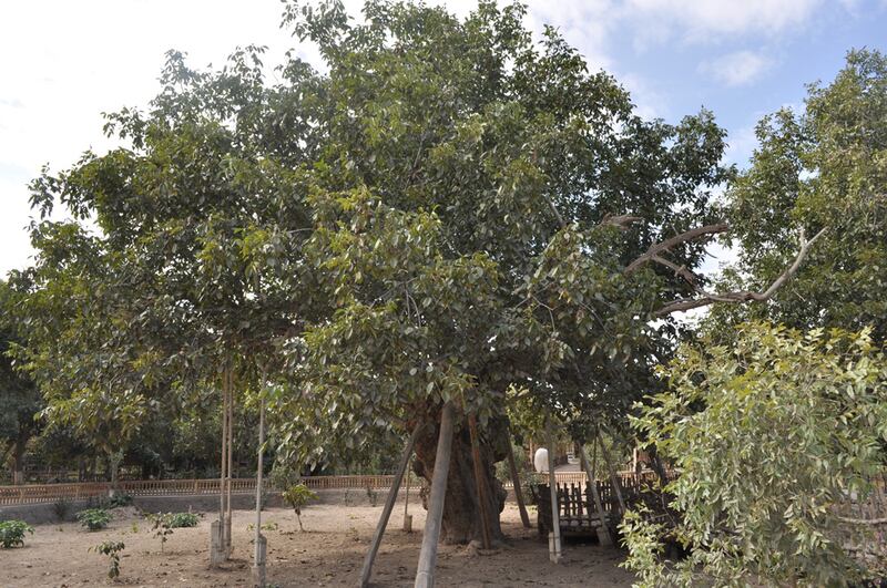خوتەندىكى 1400 يىلغا يېقىن تارىخقا ئىگە ياڭاق دەرىخى. 2011-يىلى ئاۋغۇست.