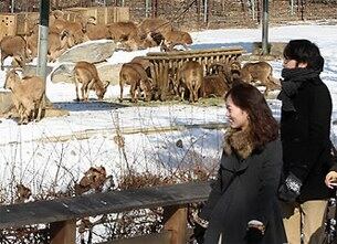과천 서울대공원 동물원에서 관람객들이 바바라양을 보고 있다.