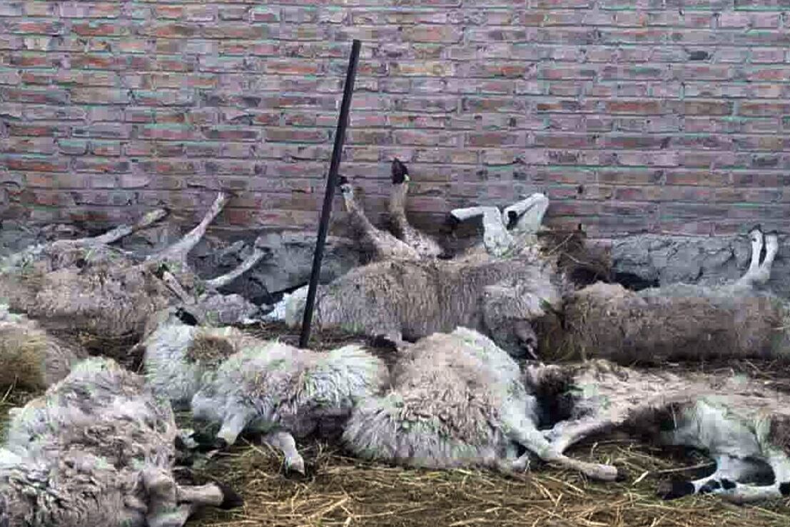 牧民的羊受感染后抽搐致死。(乔龙提供)