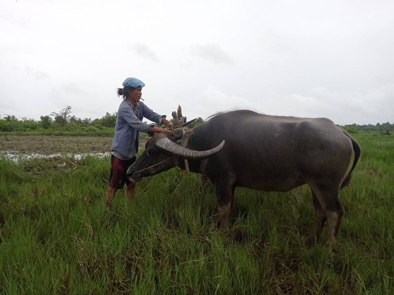 ဘိုကလေးမြို့နယ်၊ လှေလုံးကွဲကျေးရွာက လယ်သမားအဖြစ်မှ လယ်လူငှားဖြစ်သူ ကိုဇော်အား ၂၀၂၃ ခုနှစ် ဇူလိုင်လ ၇ ရက်နေ့က တွေ့ရစဉ်။ (Photo: RFA)