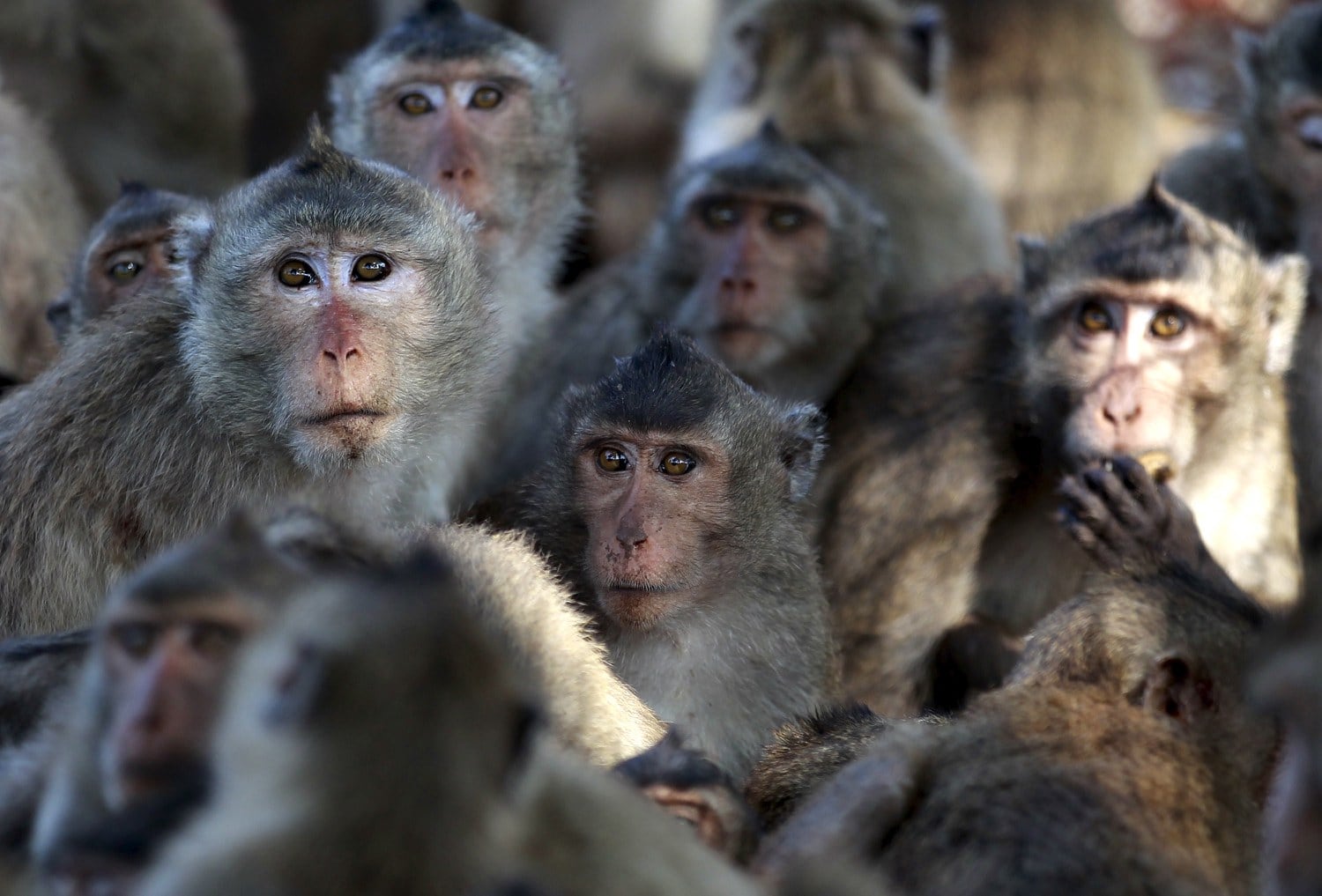 Cambodian Embassy seeks bail for official implicated in monkey smuggling ring