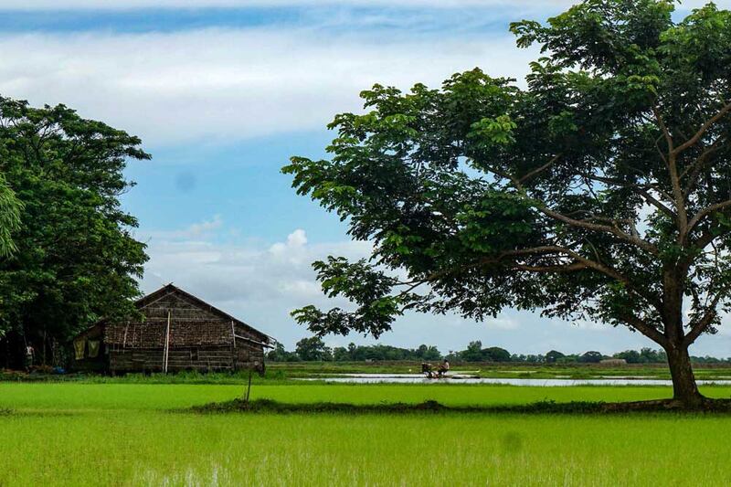 The rice being planted now will be harvested in the late fall. Myo Min Soe/RFA