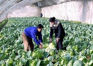 북한 화성남새온실농장.