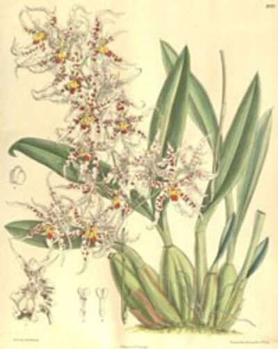 Odontoglossum-naevium- Illustration by Matilda-Smith (1854-1926)