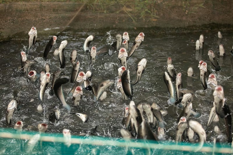 Dozens of fish leap out of the water during feeding time at a fish farm on Son Island in Vietnam's Mekong Delta.