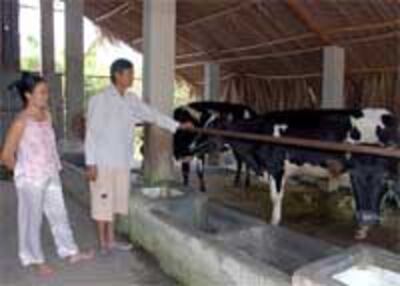 MilkCowFarmer200.jpg