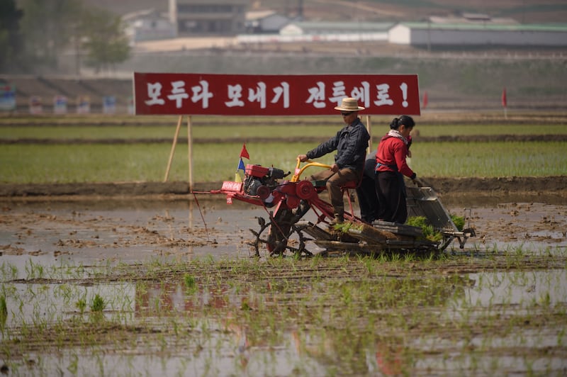 2022년 5월, 남포시 강서구 청산협동농장에서 농민들이 모내기 이앙기를 사용해 모를 심고 있다.
