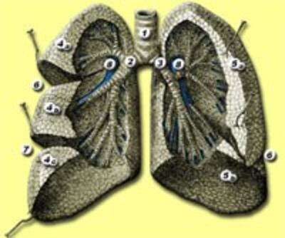 LungPhoi200.jpg