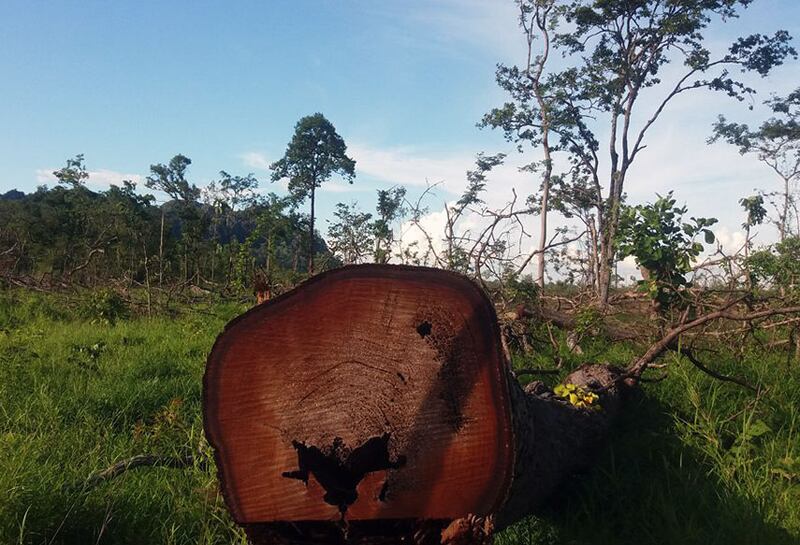 ដើម​ឈើ​ដែល​គេ​កាប់​រំលំ​ដើម្បី​យក​ដី​ក្នុង​ព្រៃ​សហគមន៍​ភ្នំ​ជម្រក​សត្វ នៅ​ឃុំ​សំអាង ស្រុក​ថាឡាបរិវ៉ាត់ ខែត្រ​ស្ទឹងត្រែង កាល​ពី​ថ្ងៃ​ទី​២១ ខែ​កក្កដា ឆ្នាំ​២០១៦។