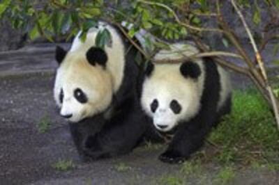 pandas-200.jpg