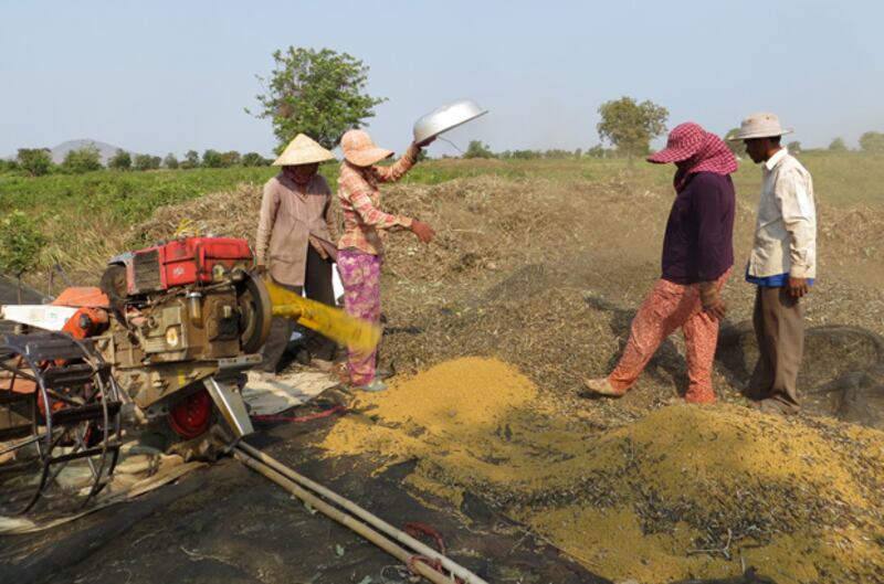 ប្រជា​កសិករ​ប្រមូល​ផល​គ្រាប់​សណ្ដែក​បាយ នៅ​ចំណុច​គន្លង​អិន សង្កាត់​ផ្សារឆ្នាំង ក្រុង​កំពង់ឆ្នាំង ខេត្ត​កំពង់ឆ្នាំង កាល​ពី​ថ្ងៃ​ទី​២ ខែ​មីនា ឆ្នាំ​២០១៥។