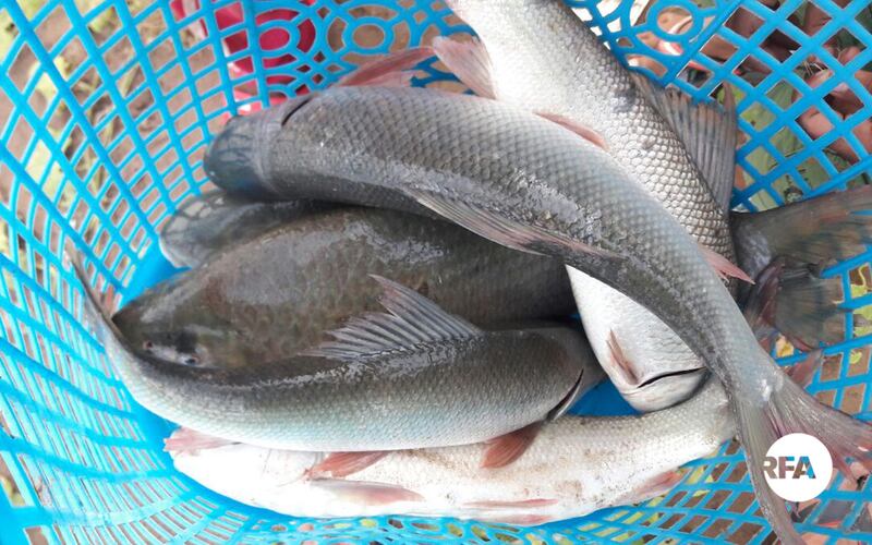 ត្រីរបស់ពលរដ្ឋរស់នៅតាមដងទន្លេមេគង្គ នៃស្រុកថាឡាបរិវ៉ាត់ ខែត្រស្ទឹងត្រែង នេសាទបានកាលពីថ្ងៃទី៦ ខែឧសភា ឆ្នាំ២០១៧។
