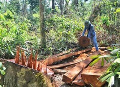 Rừng bị phá không thương tiếc (tinmoitruong)