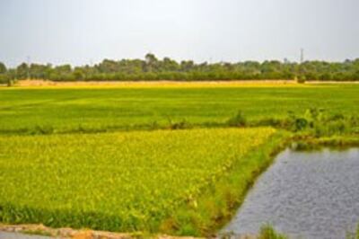 Ruộng lúa diện tích nhỏ thấy nhiều ở miền Nam. Photo RFA