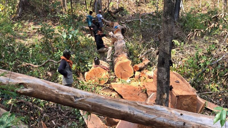 Forest at Areng Koh Kong on 13_01_2022_03.jpg