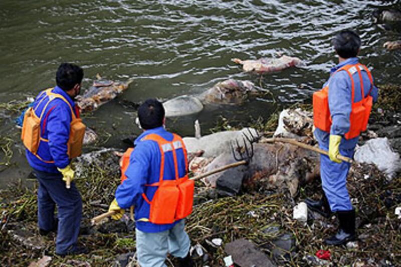 3月初以來，黃浦江上漂流大量死豬，並已開始腐爛，引起市民對飲水質量的擔憂。（Imaginechina）