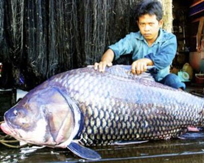 Một loài cá Chép khổng lồ khác trên sông Mê Kông