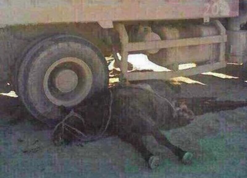Ayungaa's horse lies under the truck that ran over it in Abag Banner in western Inner Mongolia's Shiliin-gol League, Nov. 8, 2014.